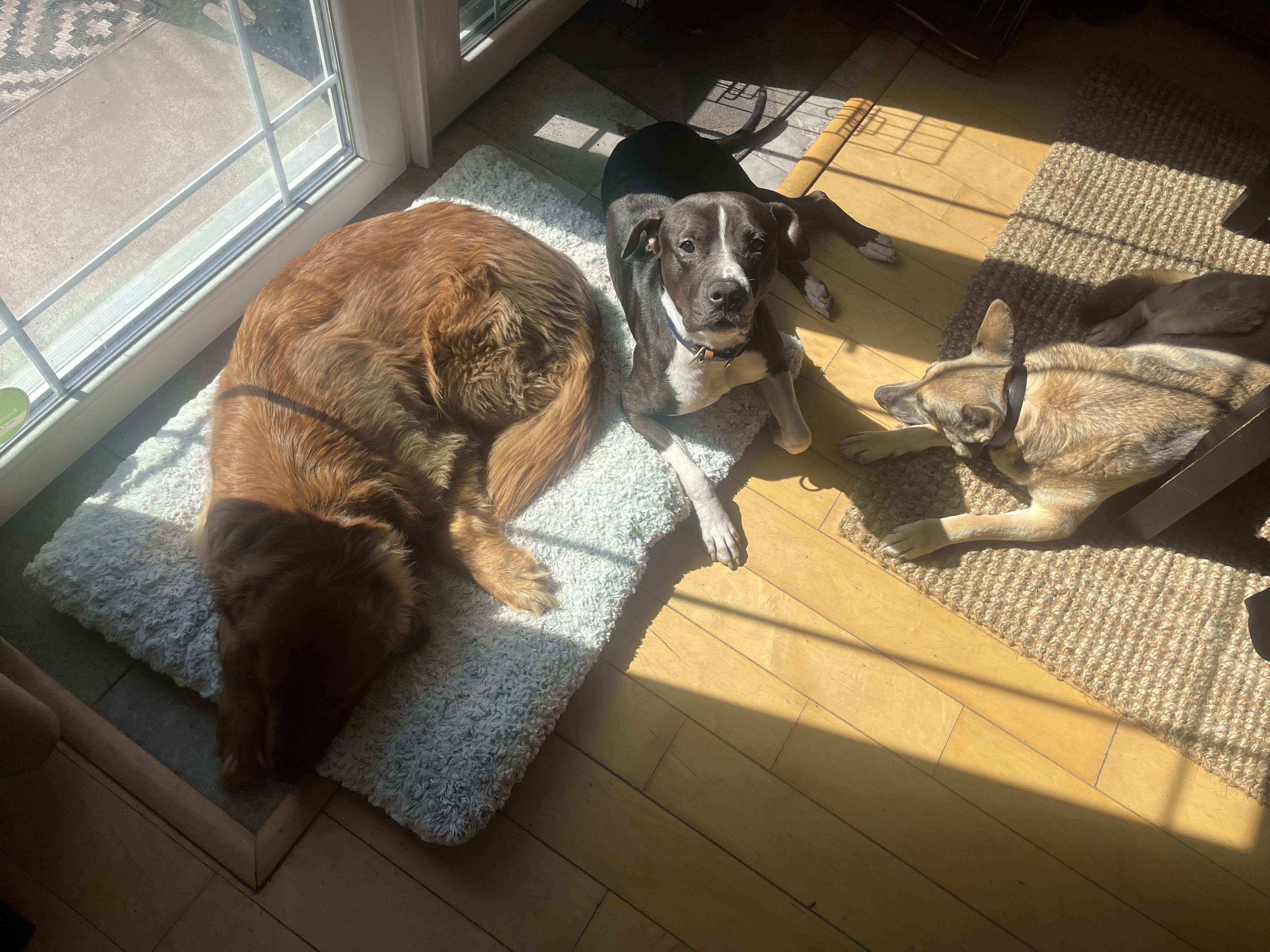 Mr. Clyde, a Adoptable mixed breed in Peabody, MA image 5/6