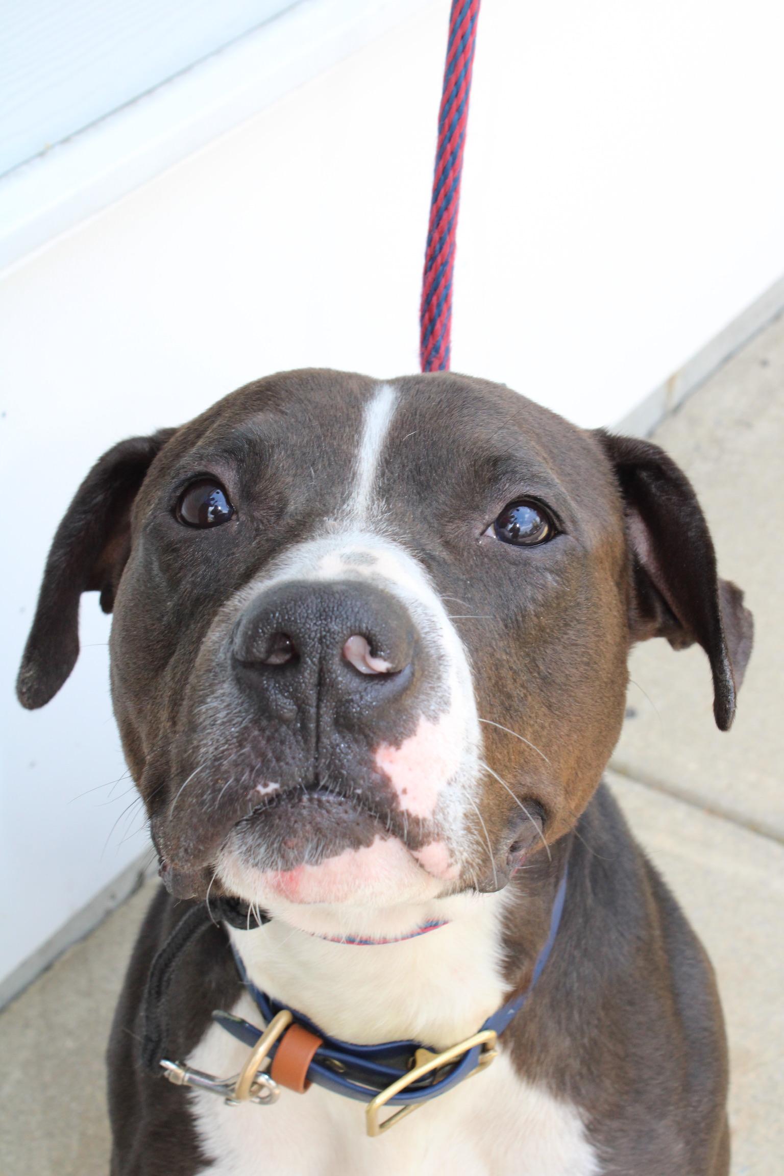 Mr. Clyde, a Adoptable mixed breed in Peabody, MA image 4/6