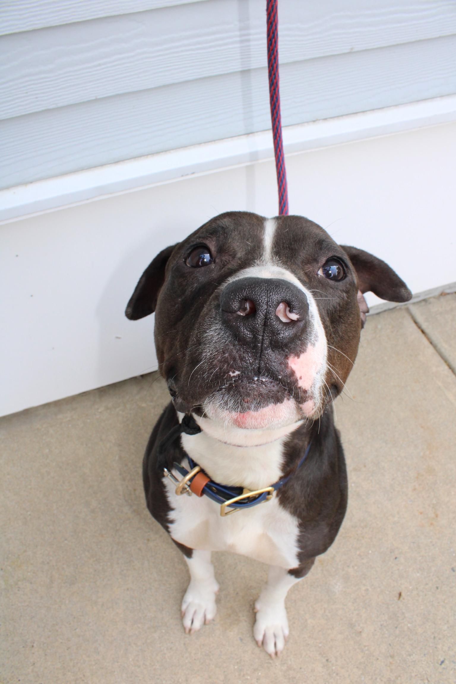 Mr. Clyde, Adoptable, Adult Male Pit Bull Terrier.