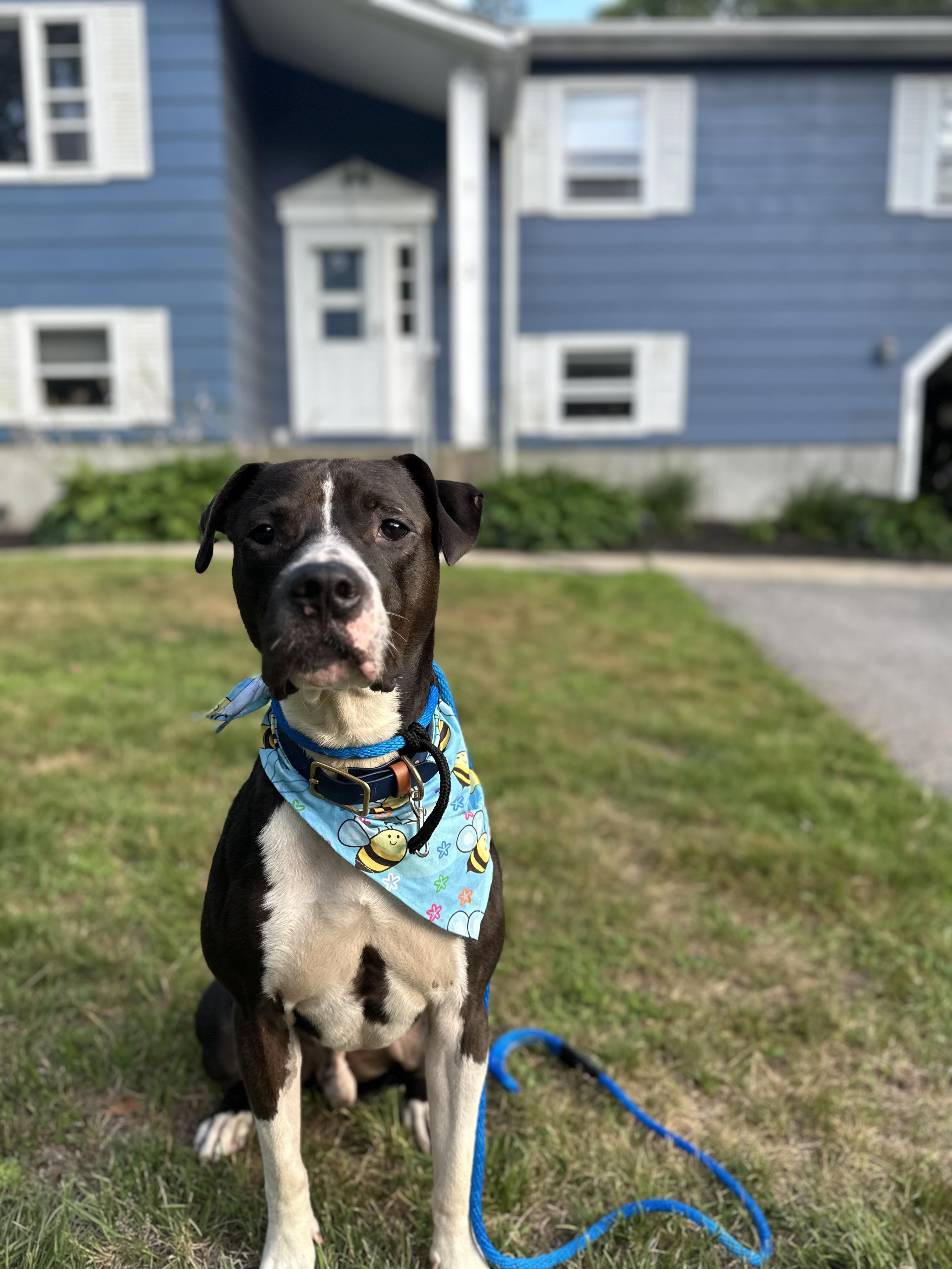 Mr. Clyde, a Adoptable mixed breed in Peabody, MA image 3/6