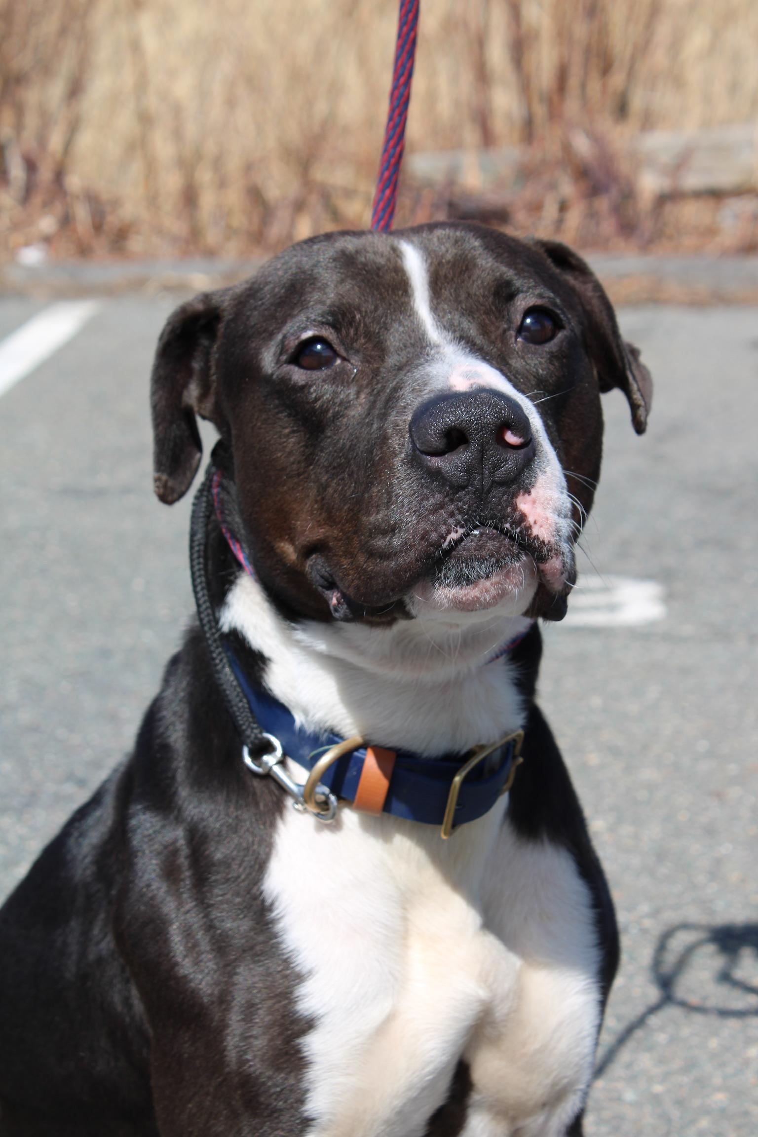 Mr. Clyde, a Adoptable mixed breed in Peabody, MA image 1/6