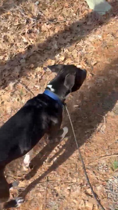 Enlarge Mr. Clyde, a Adoptable mixed breed in Peabody, MA video 6/6