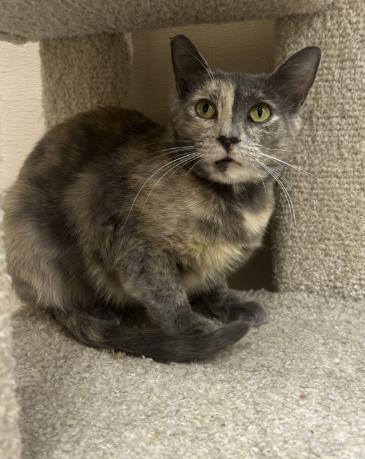 Enlarge Rina, a Adoptable mixed breed in Roseville, CA image 1/1