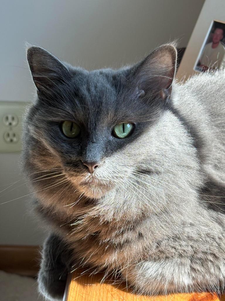 Daisy, Adoptable, Senior Female Domestic Medium Hair.
