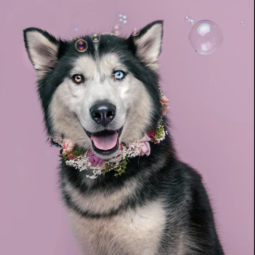 Stormy, an adoptable mixed breed in Medford, NY image 5/5