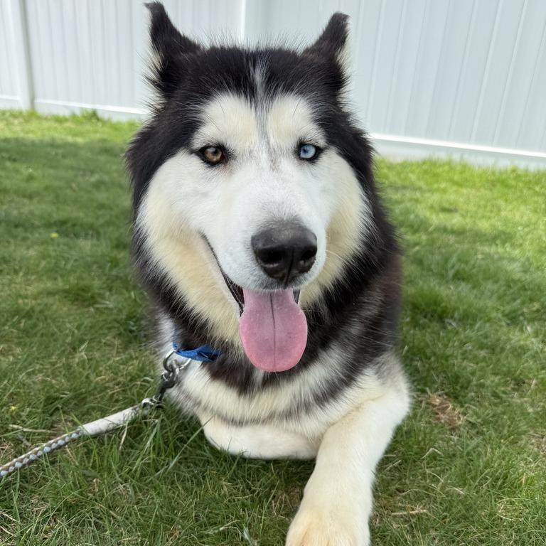 Stormy, an adoptable mixed breed in Medford, NY image 2/5