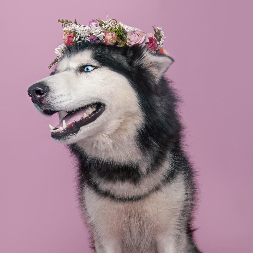 Stormy, an adoptable mixed breed in Medford, NY image 3/5