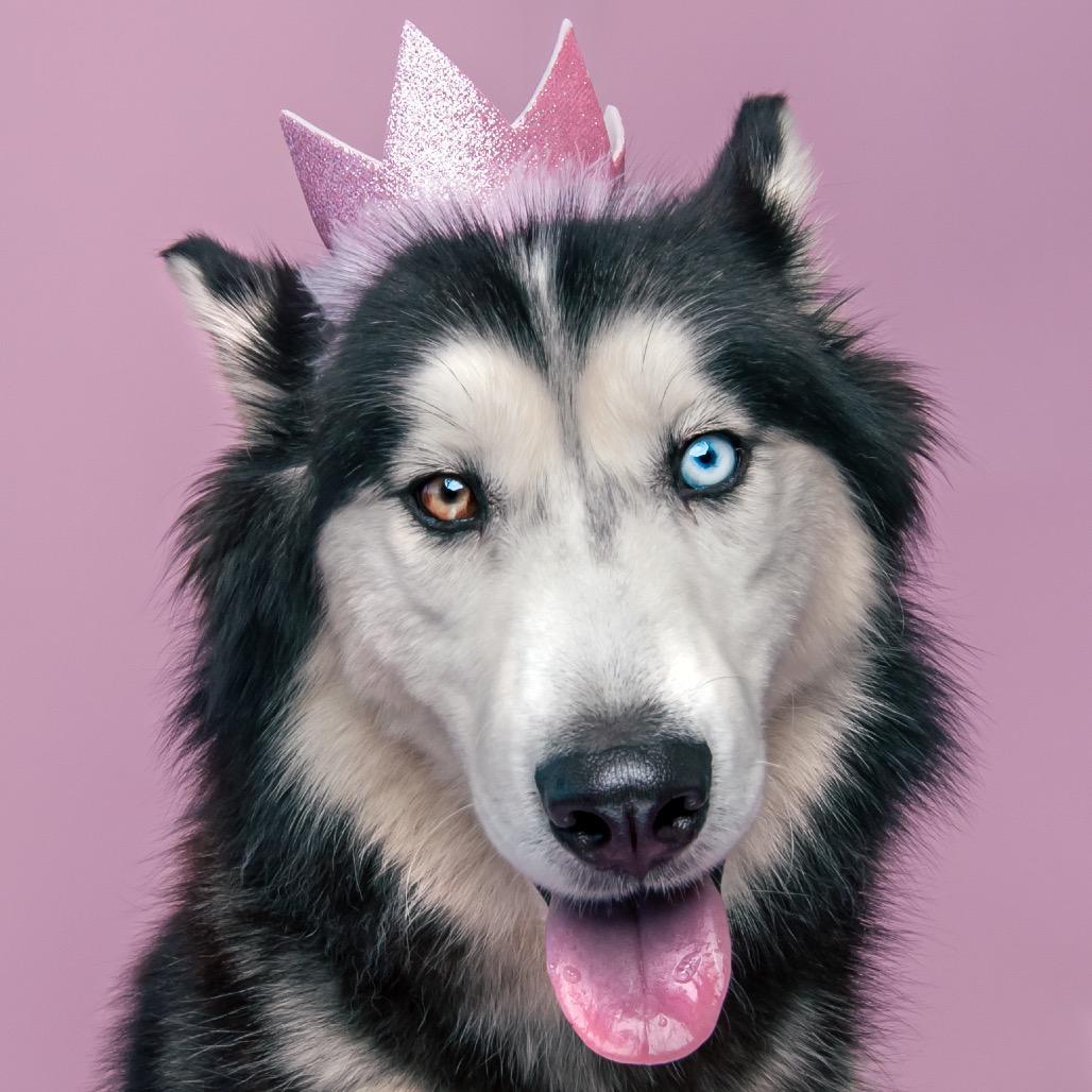 Stormy, adoptable, Adult Female Husky & Alaskan Malamute.