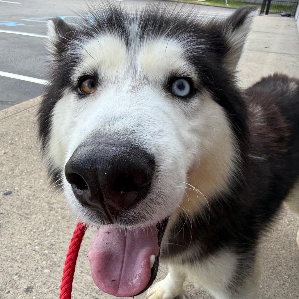 Stormy, an adoptable mixed breed in Medford, NY image 4/5