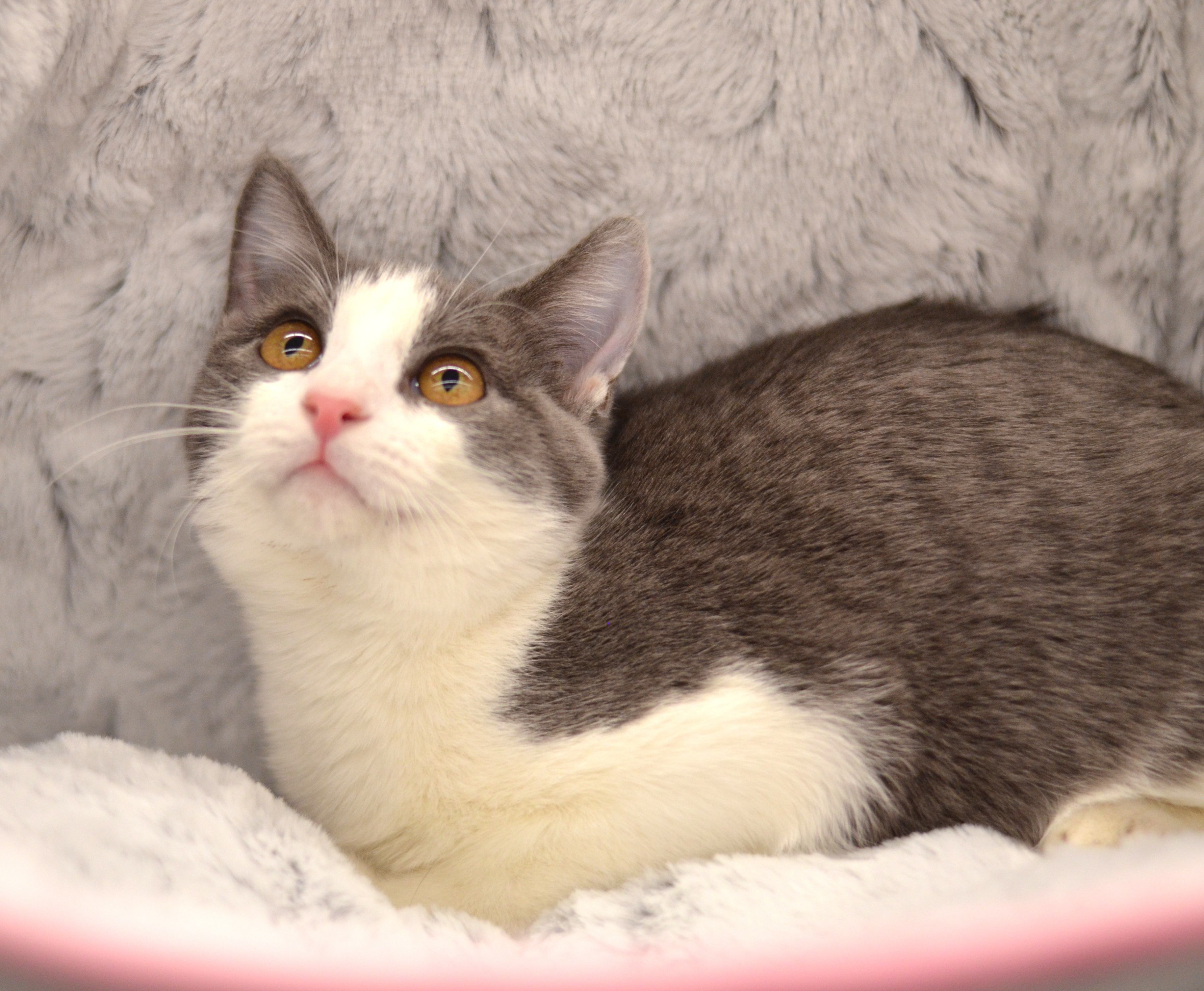 Trixie - Foster Home -Marlena , a Adoptable Domestic Short Hair in Houston, TX image 1/10