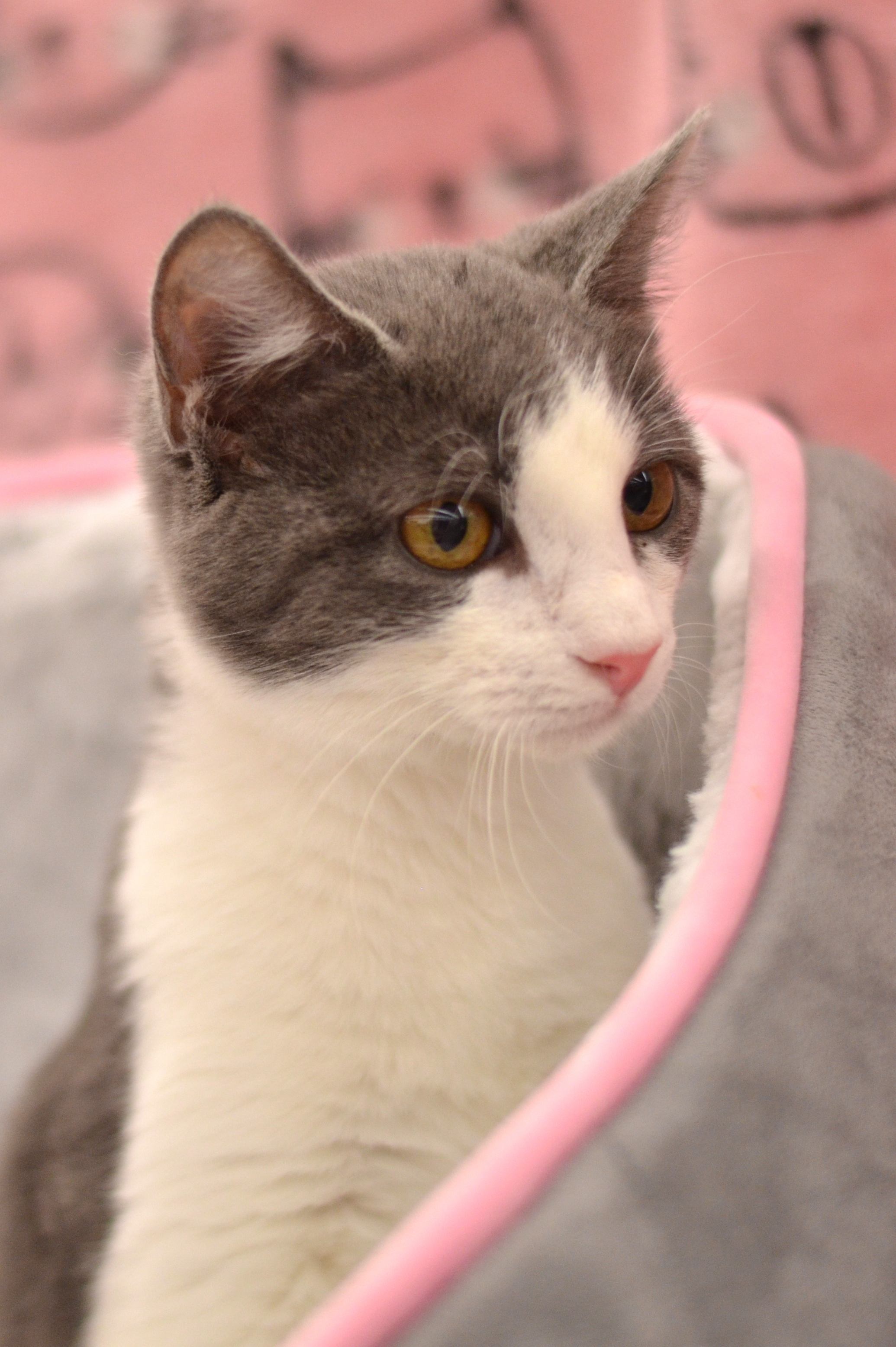 Trixie - Foster Home -Marlena — thumbnail 2