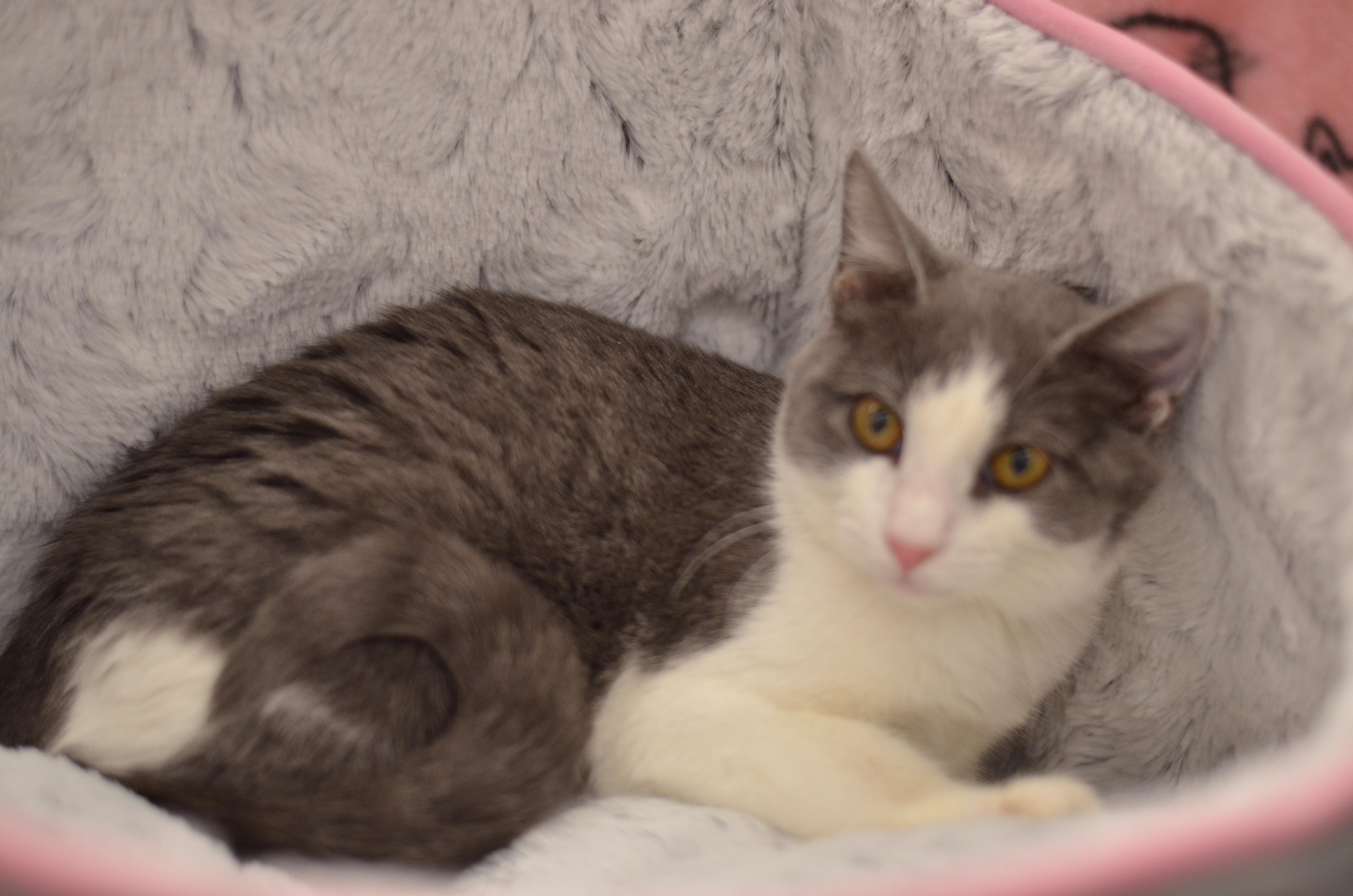 Trixie - Foster Home -Marlena , a Adoptable Domestic Short Hair in Houston, TX image 3/10