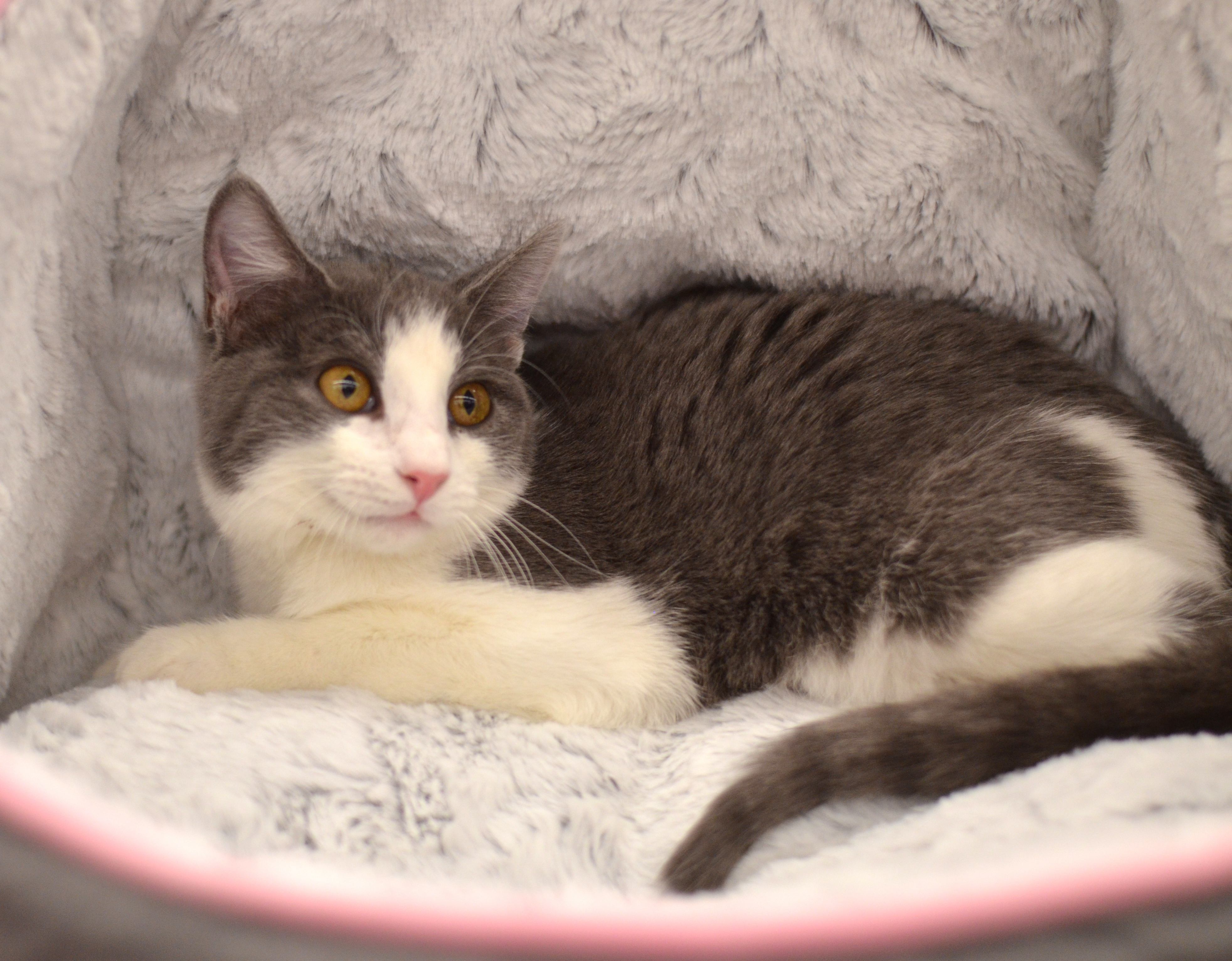 Trixie - Foster Home -Marlena , a Adoptable Domestic Short Hair in Houston, TX image 4/10