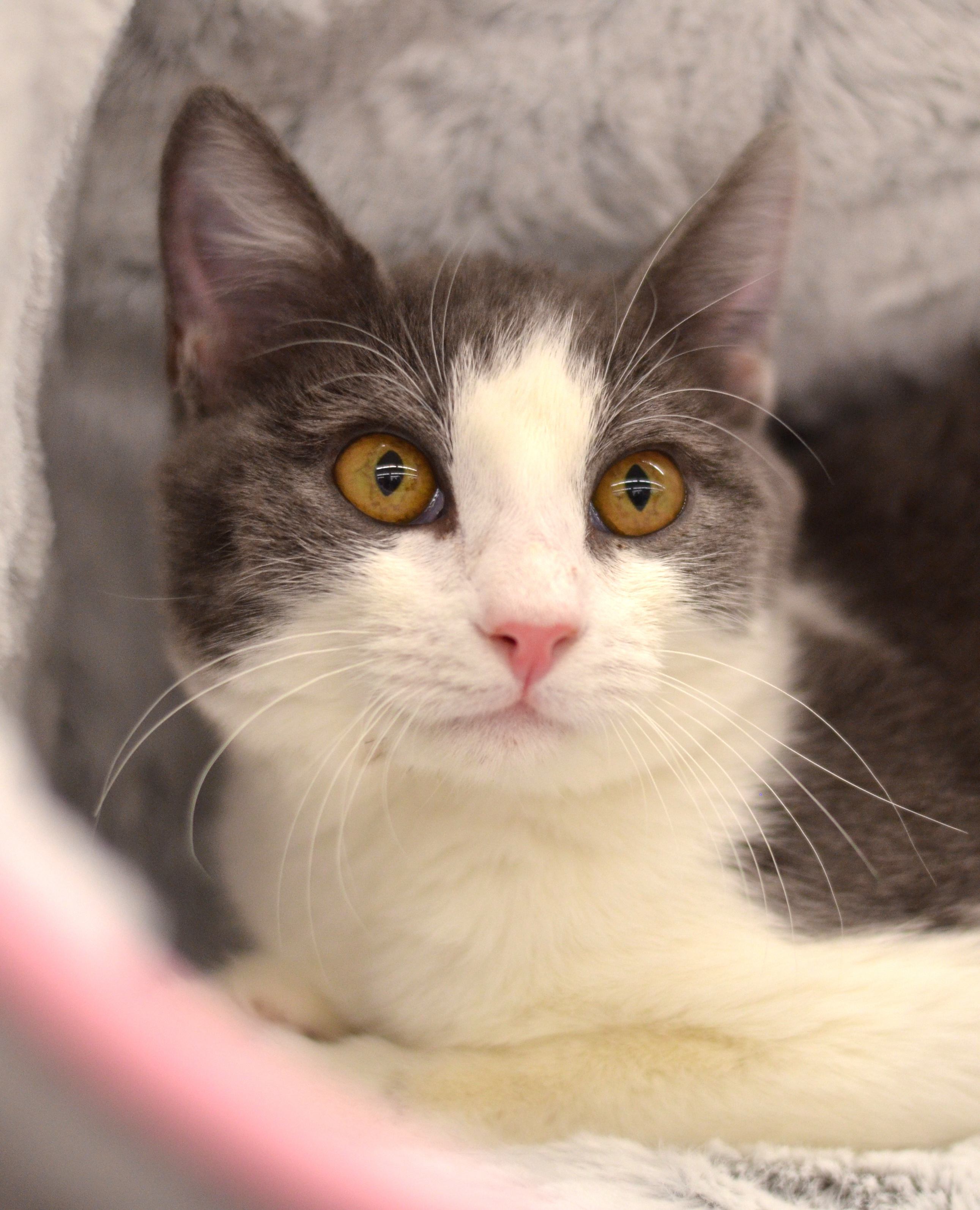 Trixie - Foster Home -Marlena , a Adoptable Domestic Short Hair in Houston, TX image 5/10