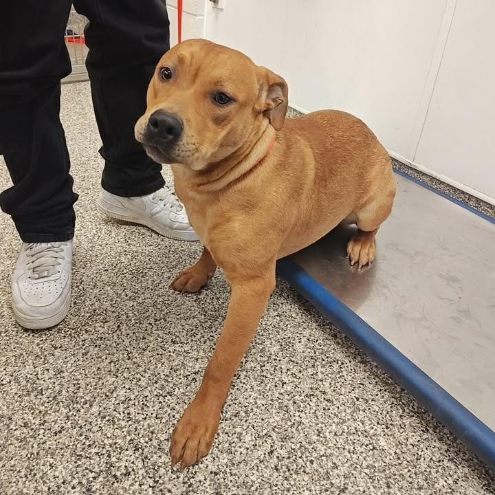 Madison, Adopted, Young Female Pit Bull Terrier.