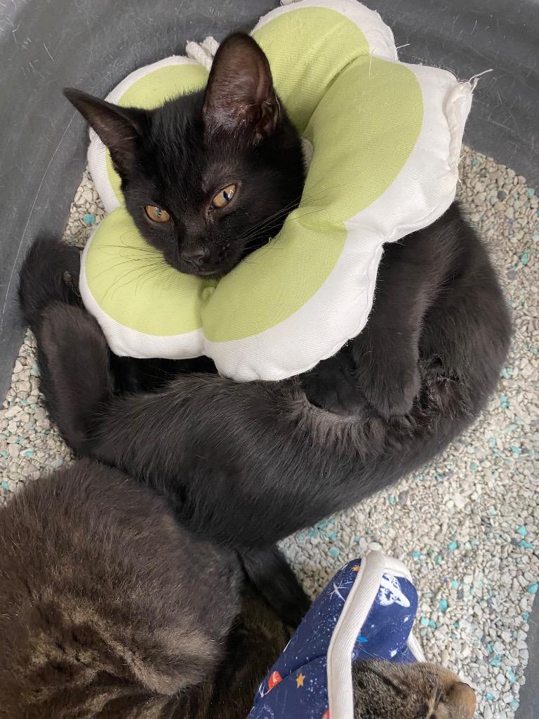 Liberty, Adoptable, Kitten Female American Shorthair.
