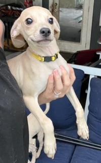 Enlarge Yellow Collar, a ADOPTABLE mixed breed in Longwood, FL image 3/5