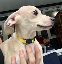 Enlarge Yellow Collar, a ADOPTABLE mixed breed in Longwood, FL image 4/5