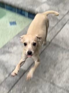 Enlarge Yellow Collar, a ADOPTABLE mixed breed in Longwood, FL image 2/5