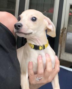 Enlarge Yellow Collar, a ADOPTABLE mixed breed in Longwood, FL image 5/5