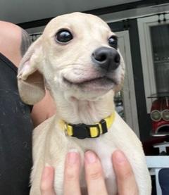 Yellow Collar, ADOPTABLE, Puppy Female Dachshund.