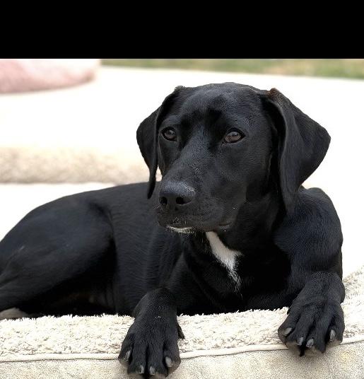 Paisley, adoptable, Puppy Female Black Labrador Retriever & Beagle.