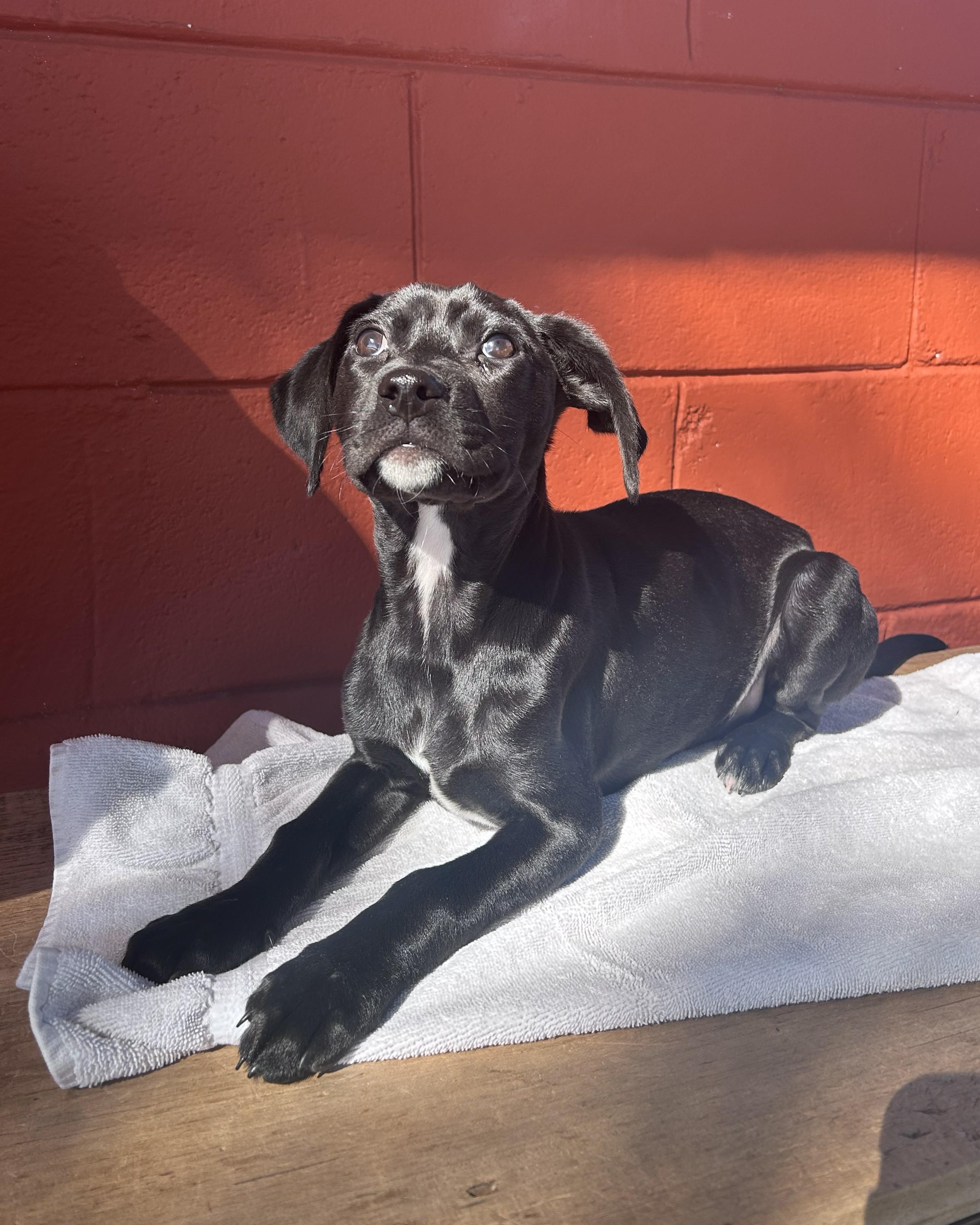 Enlarge Paisley, an adoptable mixed breed in Pensacola, FL image 3/4