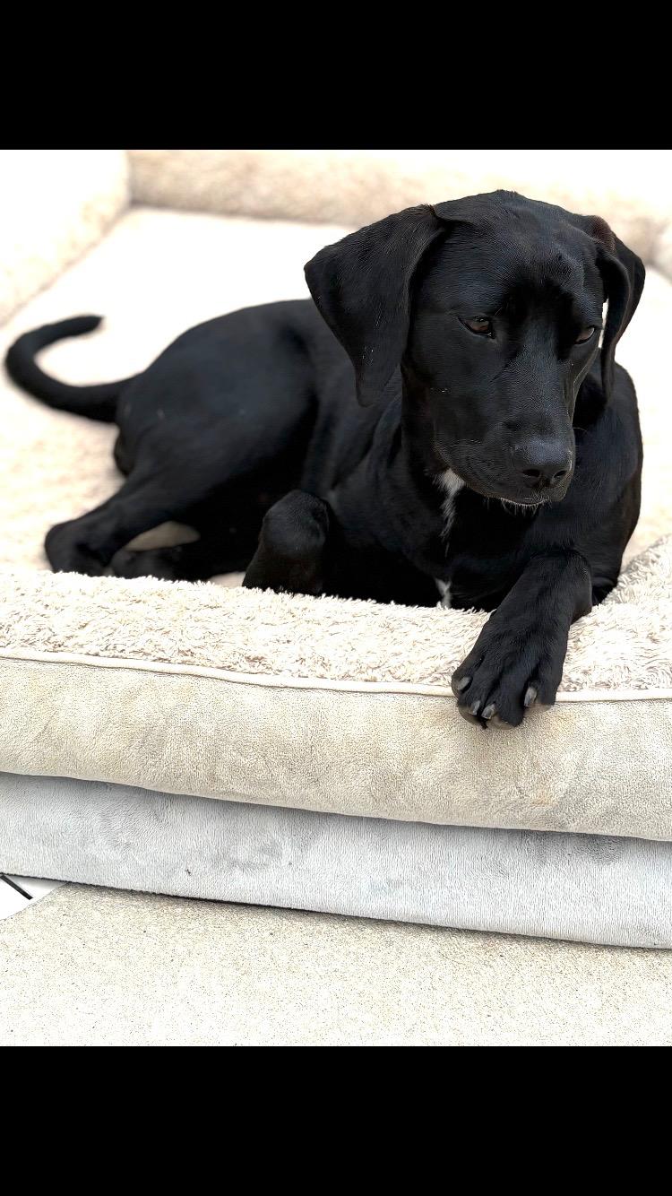 Enlarge Paisley, an adoptable mixed breed in Pensacola, FL image 2/2