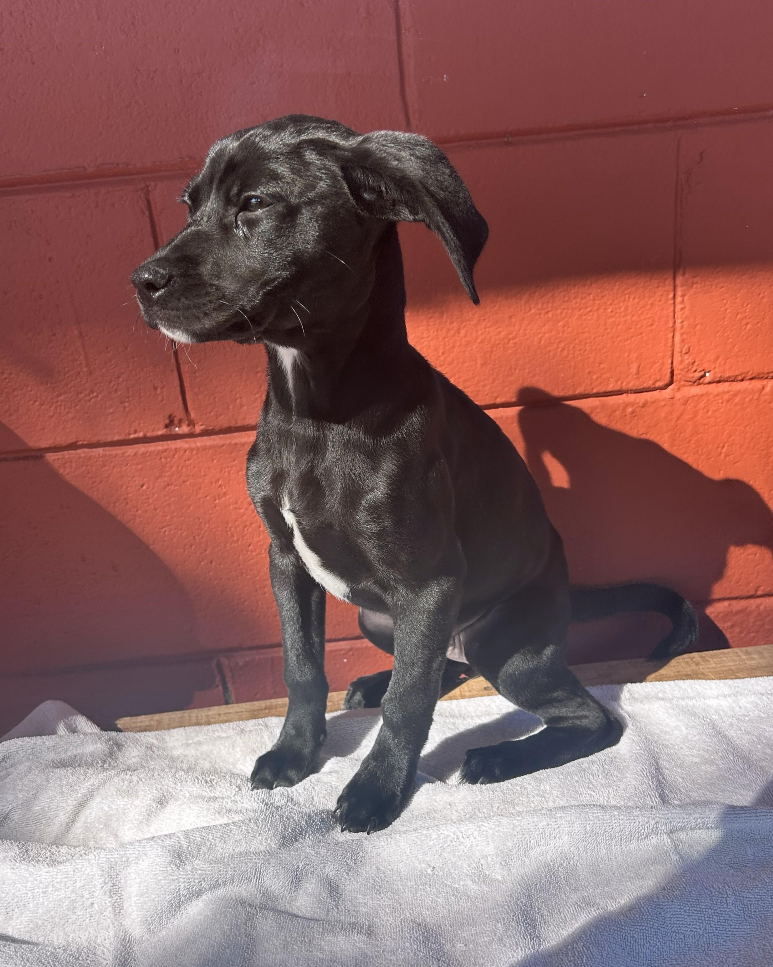 Enlarge Paisley, an adoptable mixed breed in Pensacola, FL image 2/4