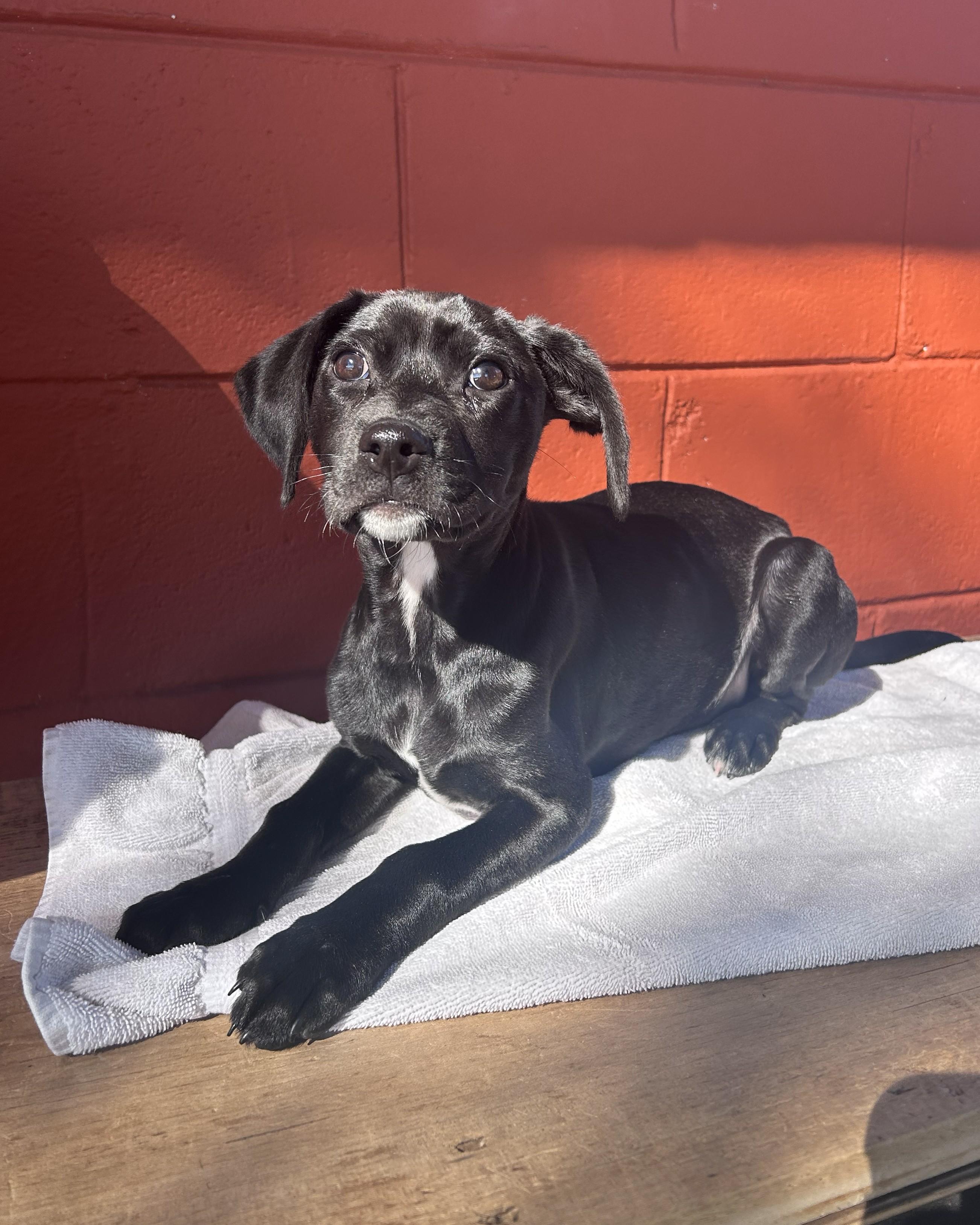 Paisley, adoptable, Puppy Female Black Labrador Retriever & Beagle.