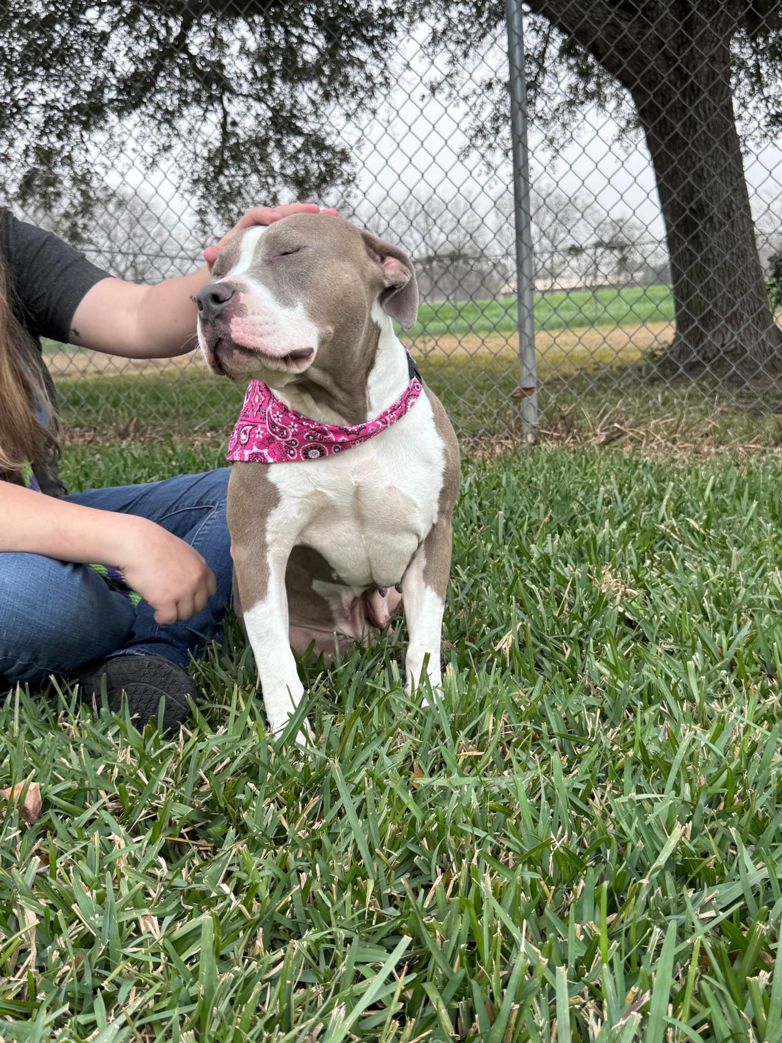 Lovey, a Adoptable mixed breed in Bloomington, IL image 4/4