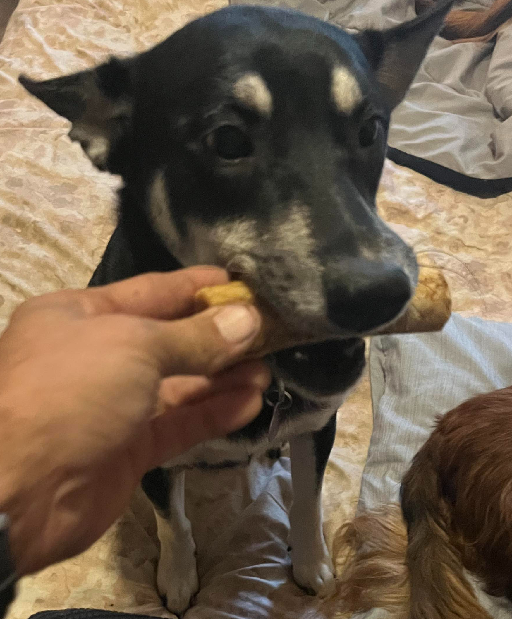 Raven, Adopted, Young Female German Shepherd Dog.