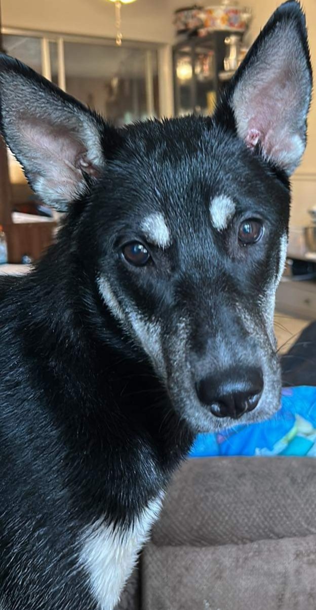 Raven, a Adopted mixed breed in Lakeland, FL image 2/2