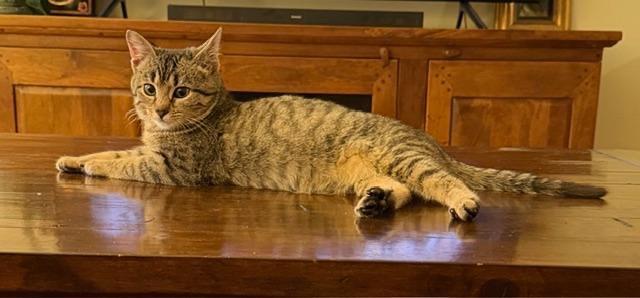 Olive, Adoptable, Kitten Female Domestic Short Hair.