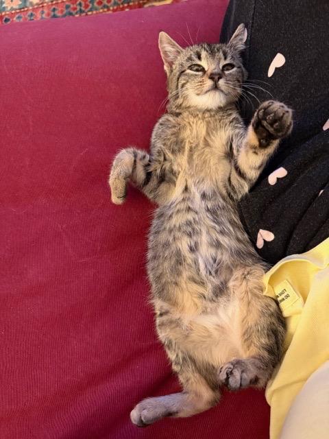 Enlarge Olive, a Adoptable mixed breed in New York, NY image 2/5