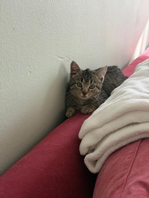 Enlarge Olive, a Adoptable mixed breed in New York, NY image 3/5