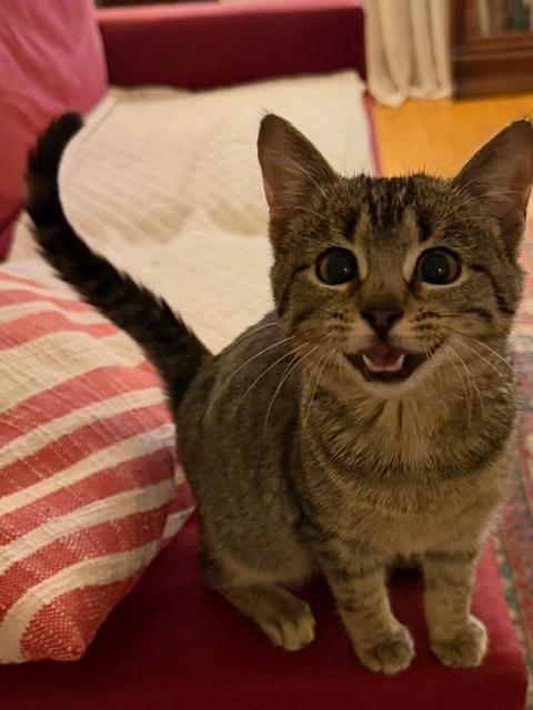 Enlarge Olive, a Adoptable mixed breed in New York, NY image 4/5