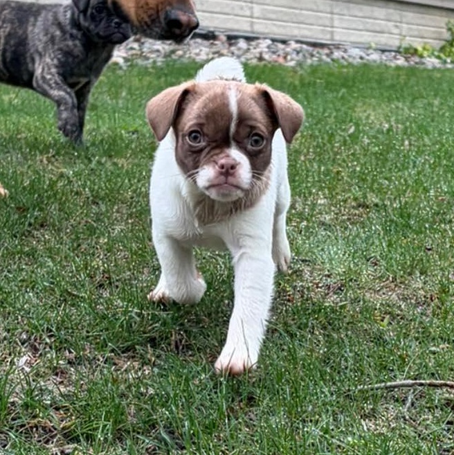 Enlarge Brooklyn (City Pup), an adopted mixed breed in Alma, MI image 2/2