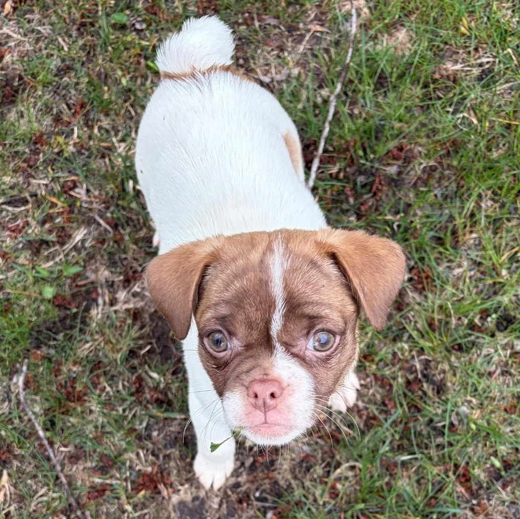 Enlarge Brooklyn (City Pup), an adopted mixed breed in Alma, MI image 1/2