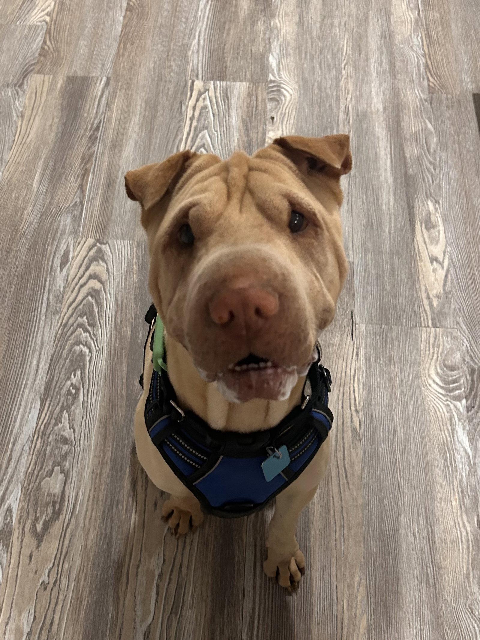 Fredrick, Adoptable, Adult Male Shar-Pei.