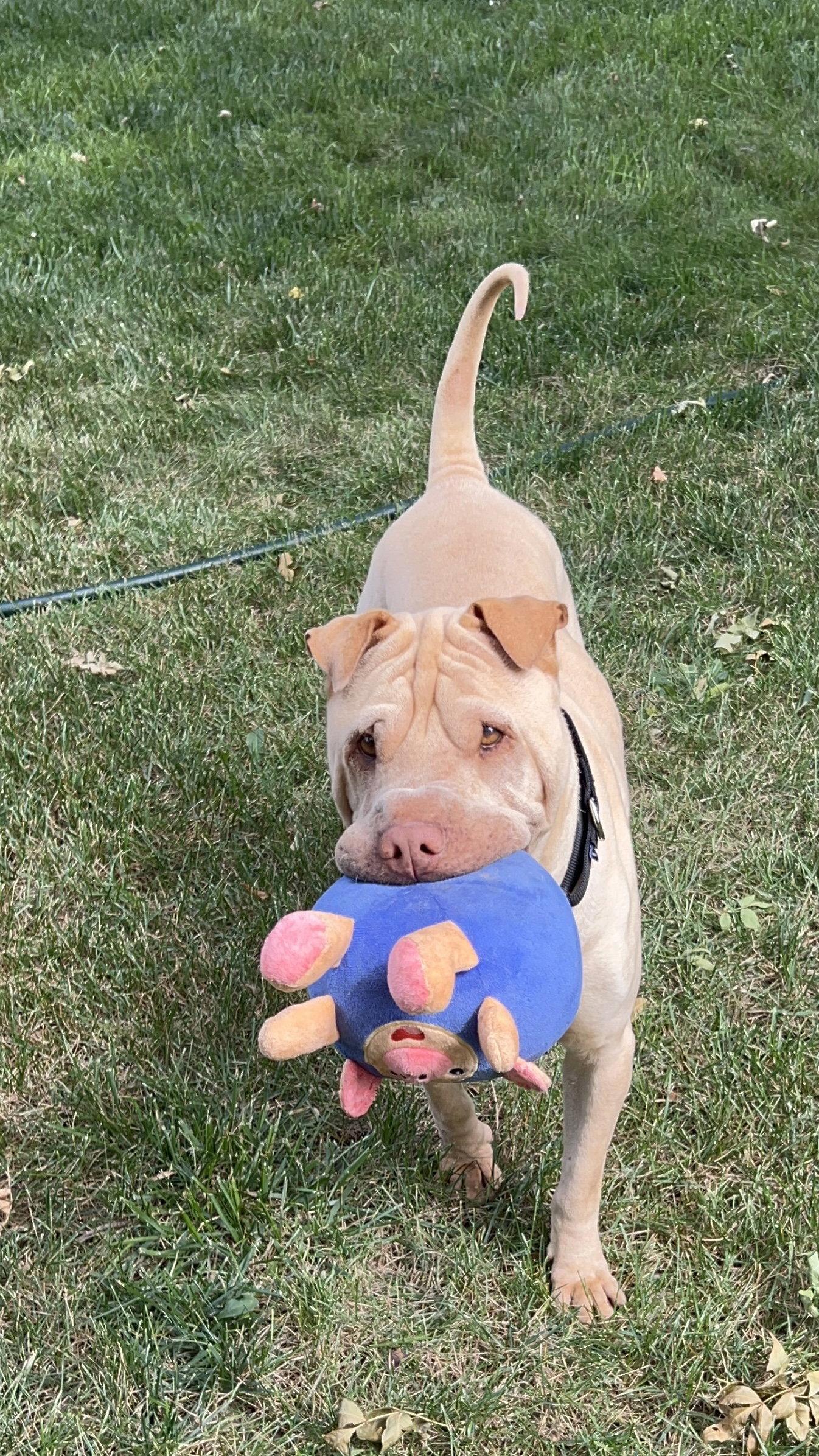 Enlarge Fredrick, a Adoptable Shar-Pei in Ft Collins, CO image 2/3