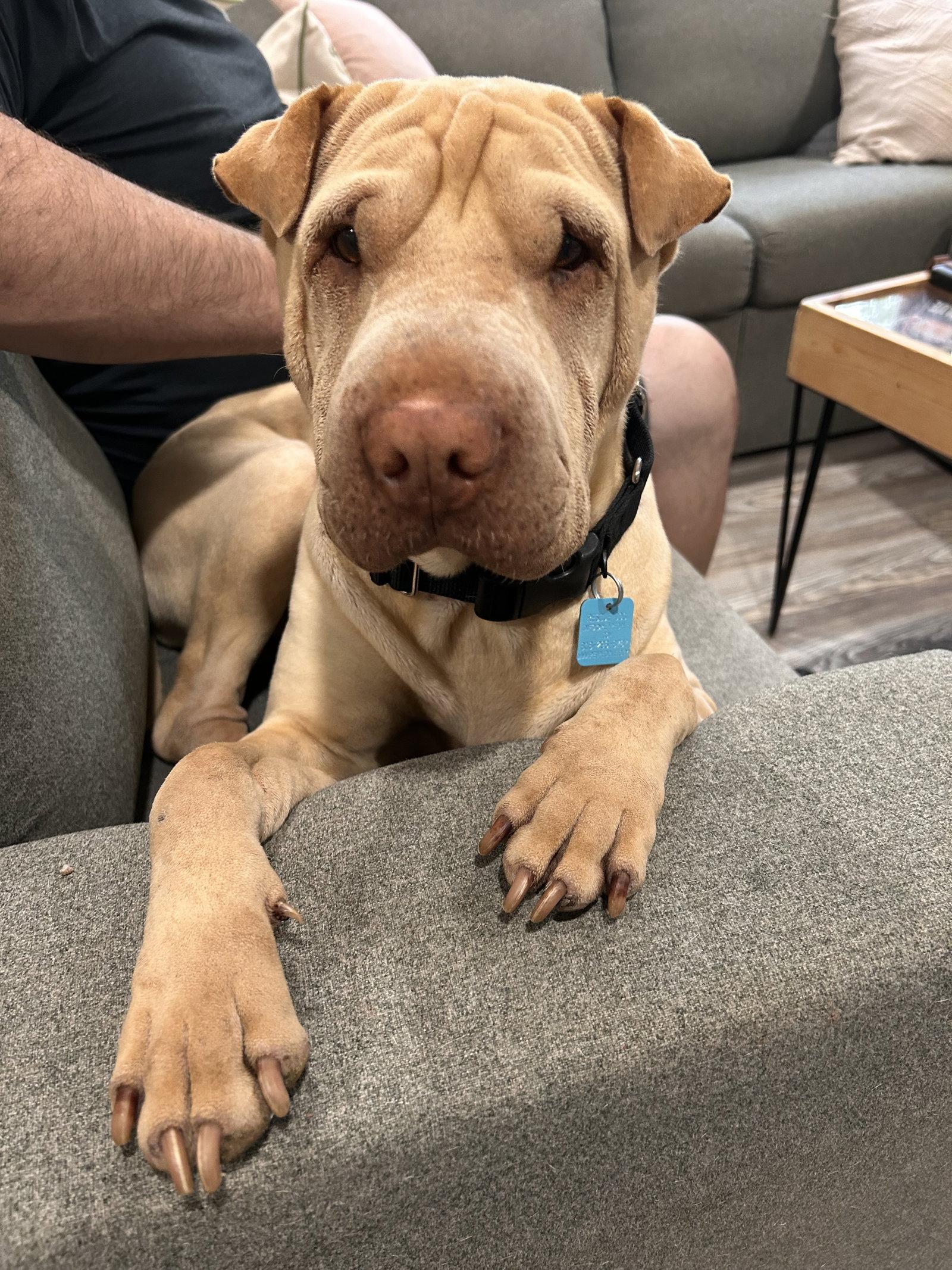 Enlarge Fredrick, a Adoptable Shar-Pei in Ft Collins, CO image 3/3