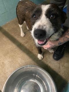 Maisey, Adoptable, Young Female Border Collie & Australian Shepherd.