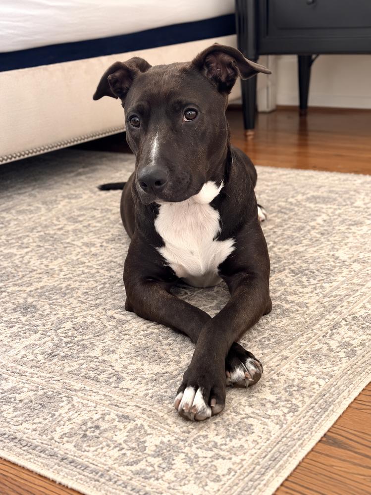 Enlarge Honey Comb, a Adoptable mixed breed in Saugus, MA image 5/6