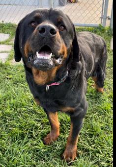 Maximus, Adoptable, Senior Male Rottweiler.