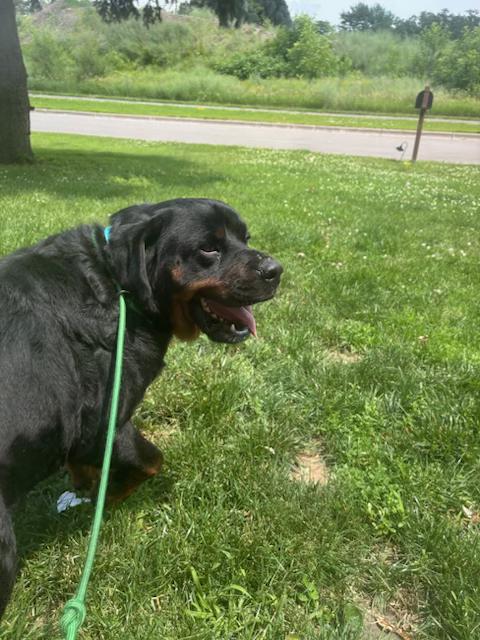 Enlarge Maximus, a Adoptable Rottweiler in Anoka, MN image 2/2