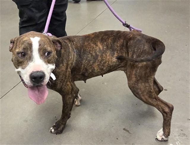 YEDDA, Adoptable, Adult Female Pit Bull Terrier.