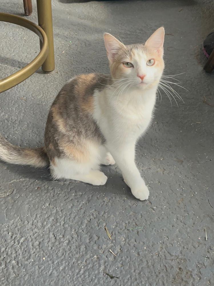 Ripley, a Adoptable Domestic Short Hair in Saint Augustine, FL image 1/6