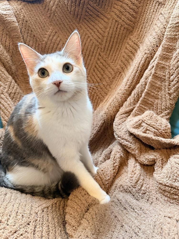 Ripley, a Adoptable Domestic Short Hair in Saint Augustine, FL image 2/6