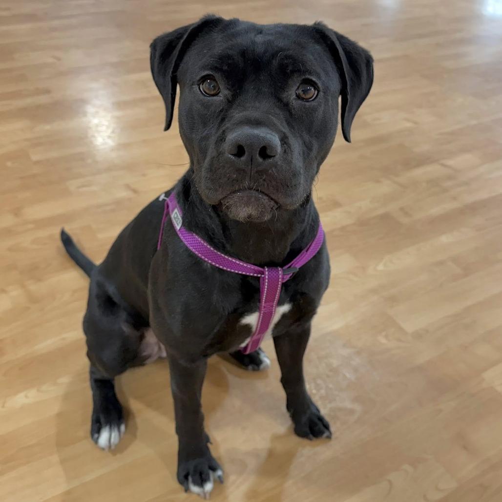 Chili, Adoptable, Young Female Mixed Breed.